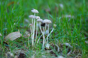 ���ݵس���Ģ��