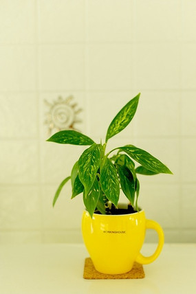 �칫����ֲ����