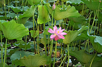 �ɻ�����