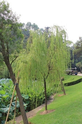 �����߲�ƺ