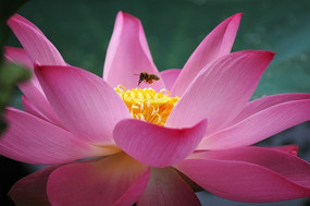 �ɻ����۷�