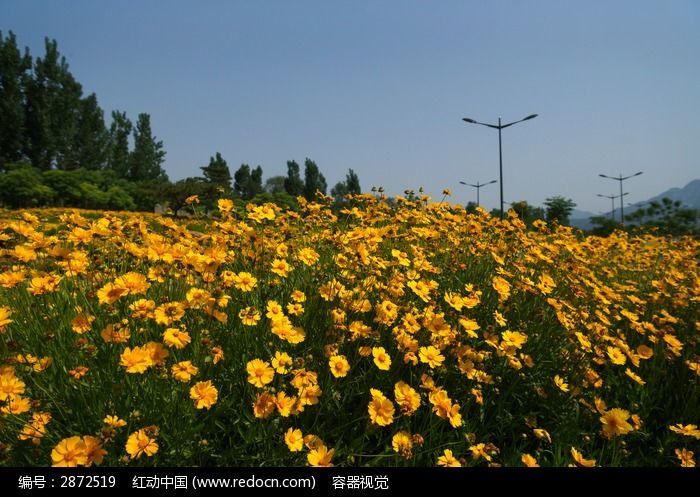 金黄色花圃基地图片