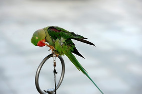 ��ɫ���и�