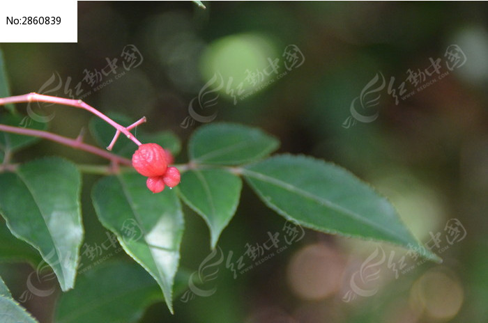 ��Ҷ��3����Ȥ�ĺ�ɫ����ͼƬ