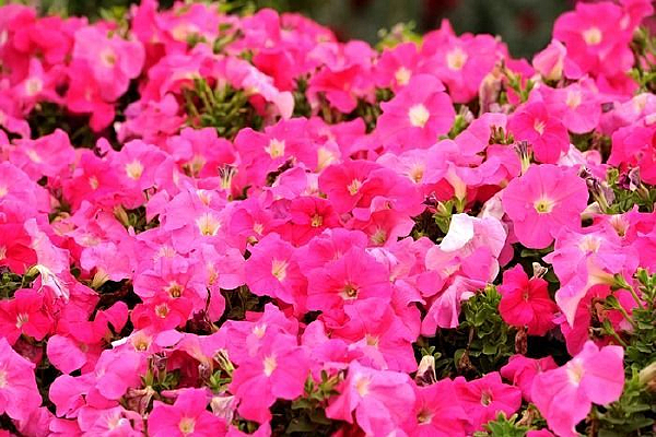 �ۺ�ɫ̫����