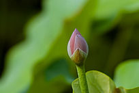 �����ɻ�