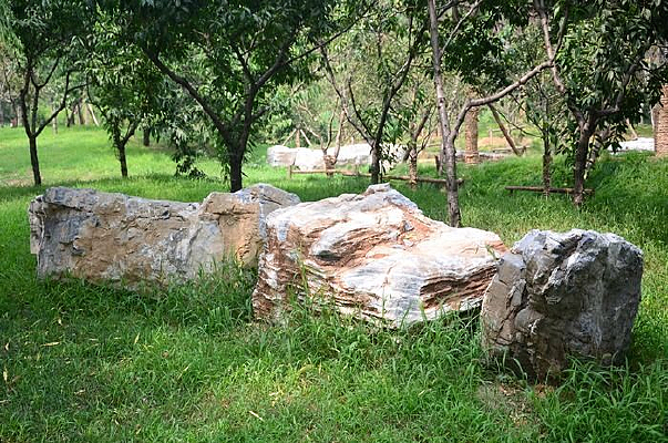 �����²�ƺ