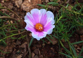 白色午時花高清圖片下載_紅動中國