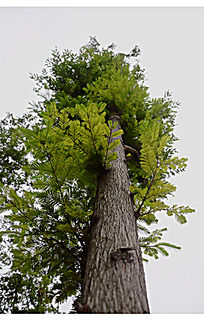 ����ï��