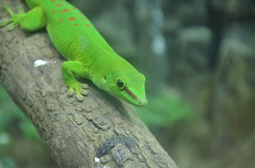 һֻƯ���Ľ�