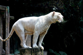 �ϻ�����