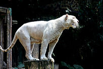 �ϻ�����