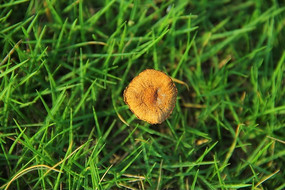 ����СĢ��