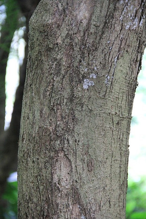 �⻬��·��