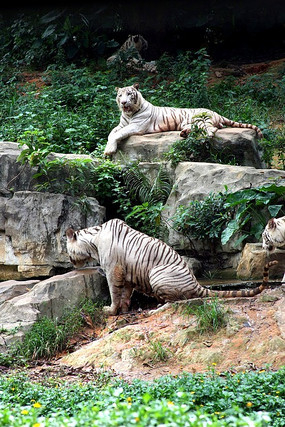 ���ݳ�¡����԰