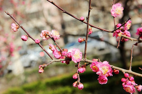 ���������һ�