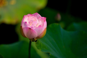 �������е���������Ҷ