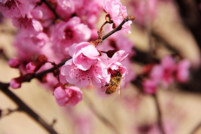 �ۺ�ɫ�һ��Ƕ�