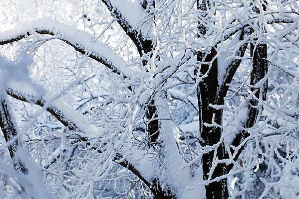 ��֦������ѩ��