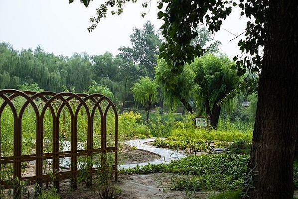 ������ľ