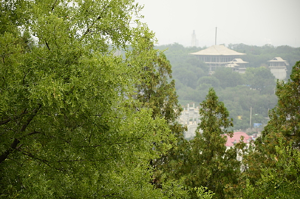 ïʢ����ɫ��Ҷ