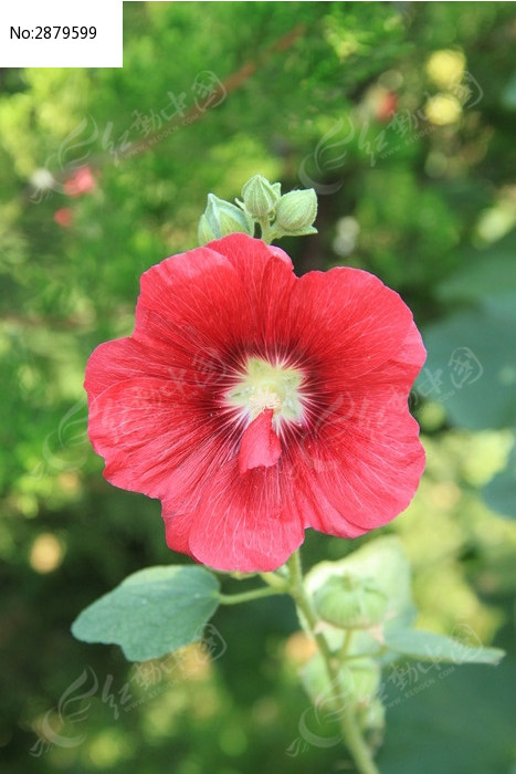 盛開的紅色雞冠花朵