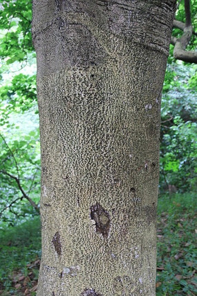 桉树树干上的树皮