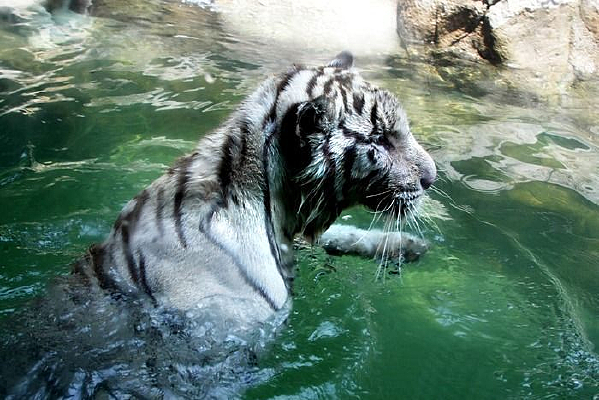 ��¡�Ĵ�׻�