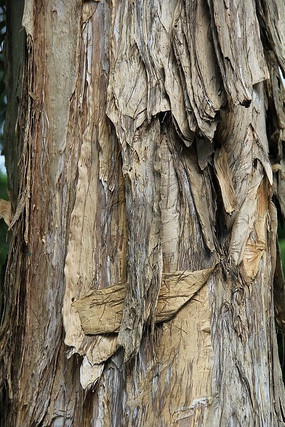 桉树树干上的树皮