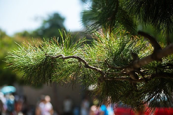 ��֦����