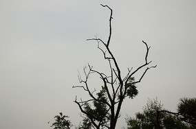 �¶�����֦