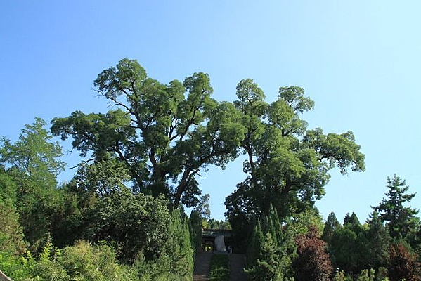 ���ù���