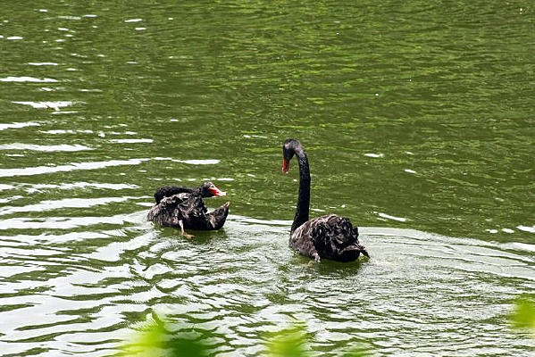 Ψ�������