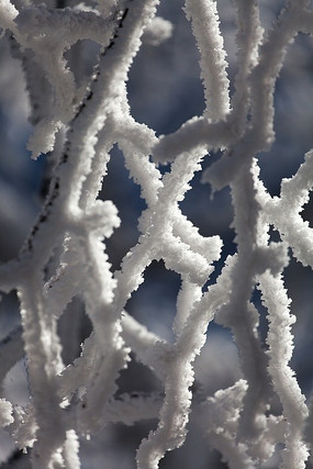 �����֦����