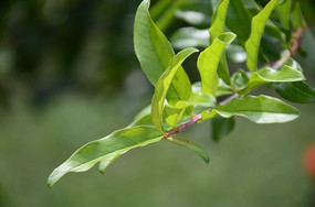 ����ɫ����Ҷ