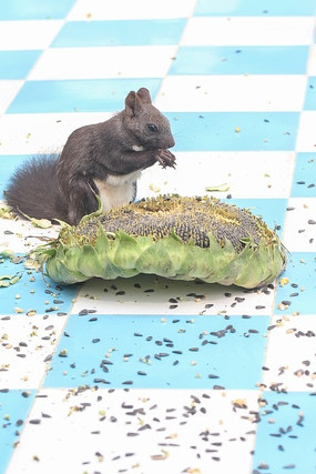 С���տ���