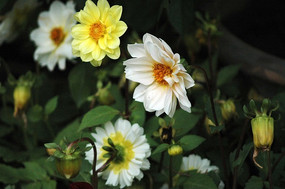 �ջ�С�׺�С��