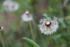 ��л���ѹ�Ӣ