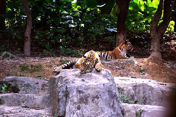 Ұ�������ϻ�