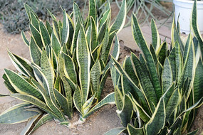 虎皮兰叶子摄影图