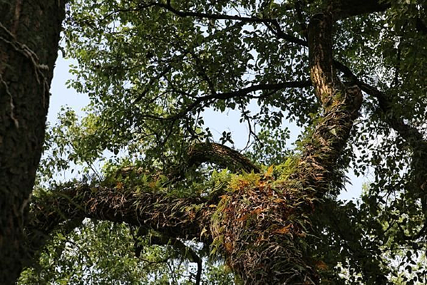 ����ާ��