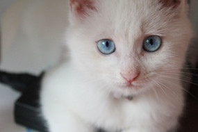 è���۾���Сè