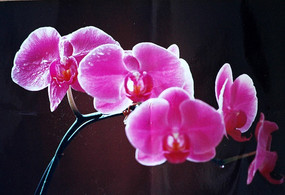 �ۺ�ɫ������