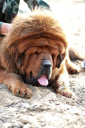 凶悍的金色藏獒