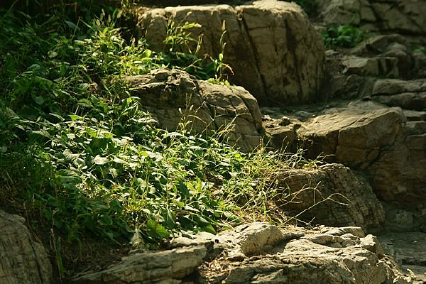 ��ʯ������С��