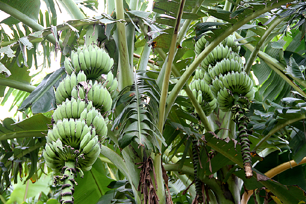 �㽶���㽶��