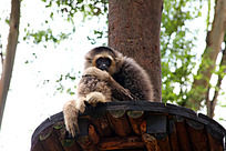 ���ӳ�¡����԰