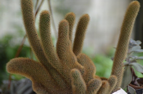 �����ƽ���ָ