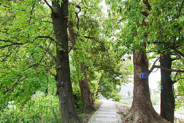 ֦��Ҷï�ķ�����