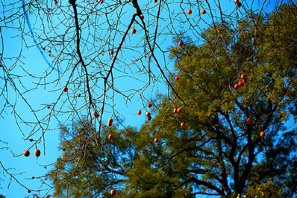 ��Ӱ������